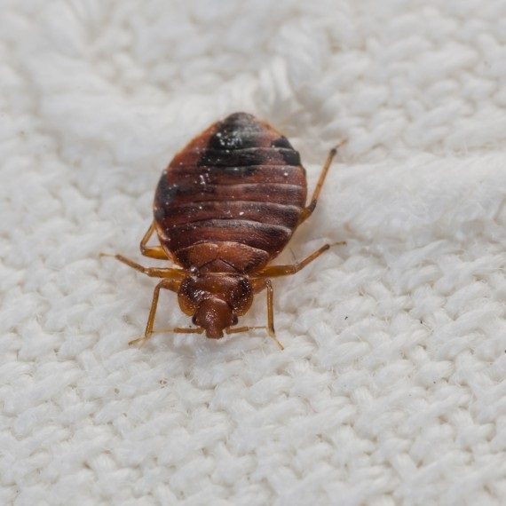 Bed Bugs, Pest Control in West Wickham, BR4. Call Now! 020 8166 9746