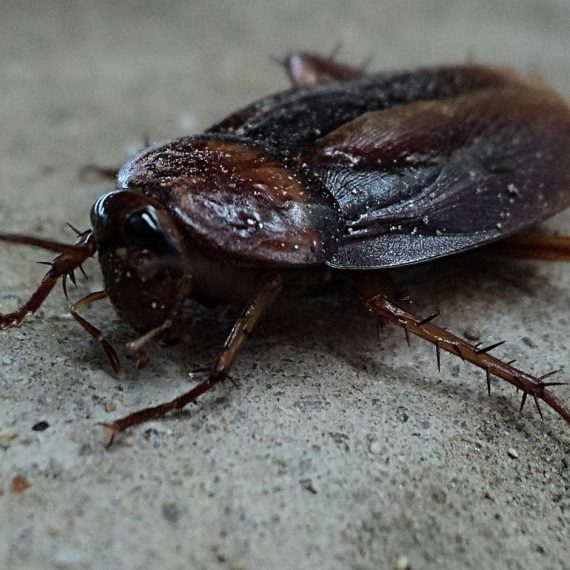 Cockroaches, Pest Control in West Wickham, BR4. Call Now! 020 8166 9746