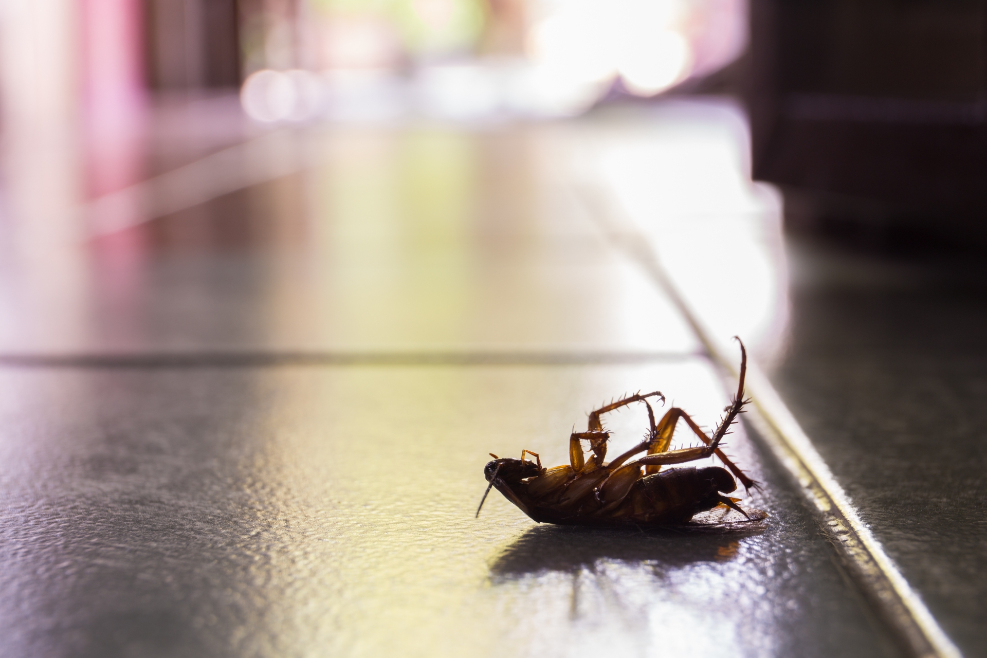 Cockroach Control, Pest Control in West Wickham, BR4. Call Now 020 8166 9746
