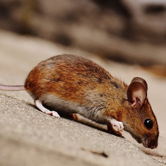 Mice, Pest Control in West Wickham, BR4. Call Now! 020 8166 9746