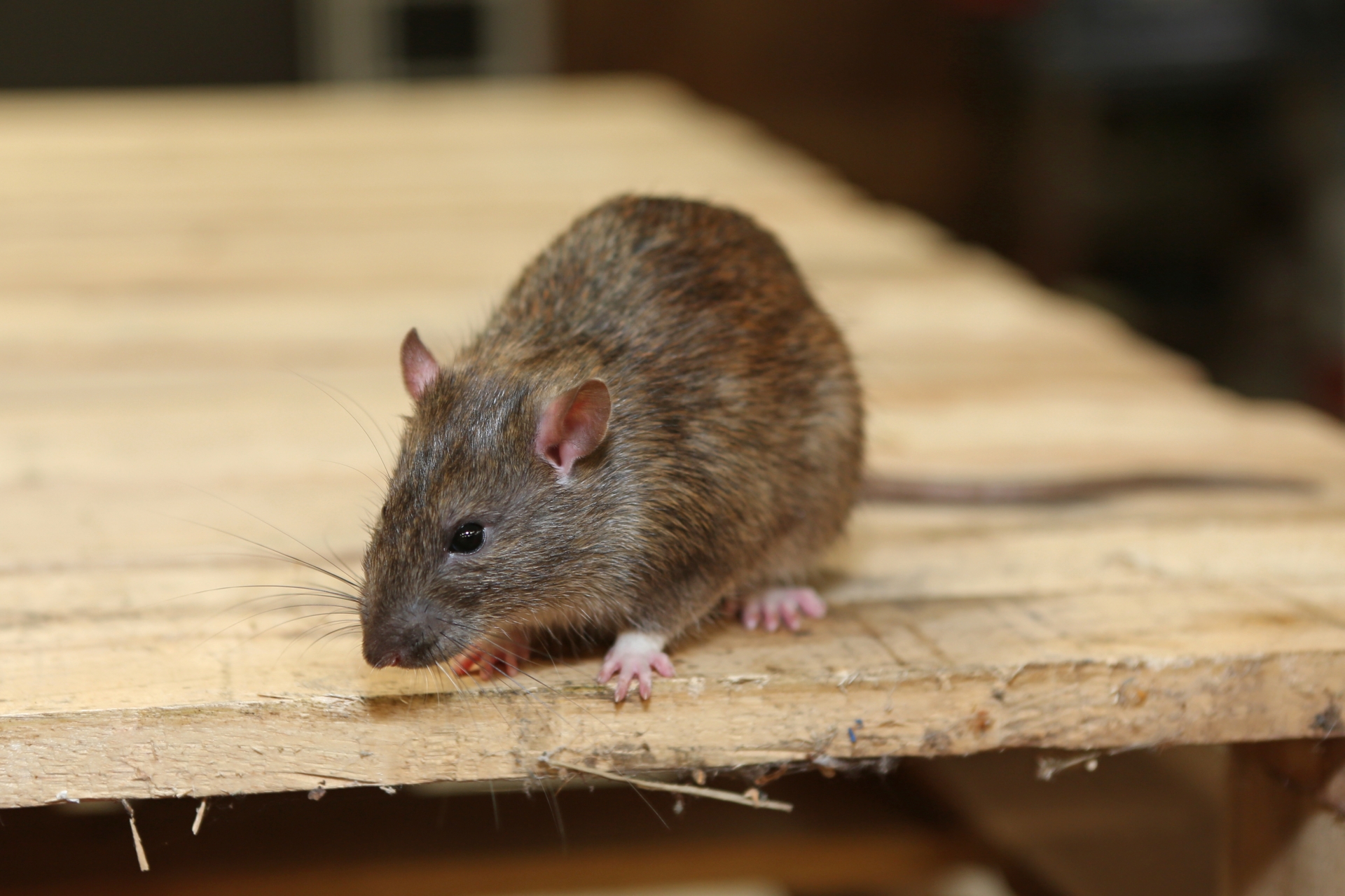 Rat Infestation, Pest Control in West Wickham, BR4. Call Now 020 8166 9746
