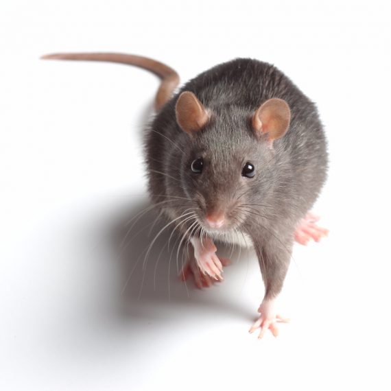 Rats, Pest Control in West Wickham, BR4. Call Now! 020 8166 9746