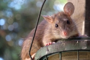 Rat extermination, Pest Control in West Wickham, BR4. Call Now 020 8166 9746