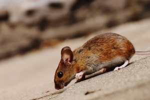 Mouse extermination, Pest Control in West Wickham, BR4. Call Now 020 8166 9746