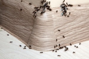 Ant Control, Pest Control in West Wickham, BR4. Call Now 020 8166 9746