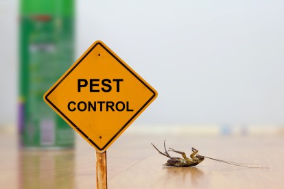 Pest Contol in West Wickham, BR4. Call Now 020 8166 9746