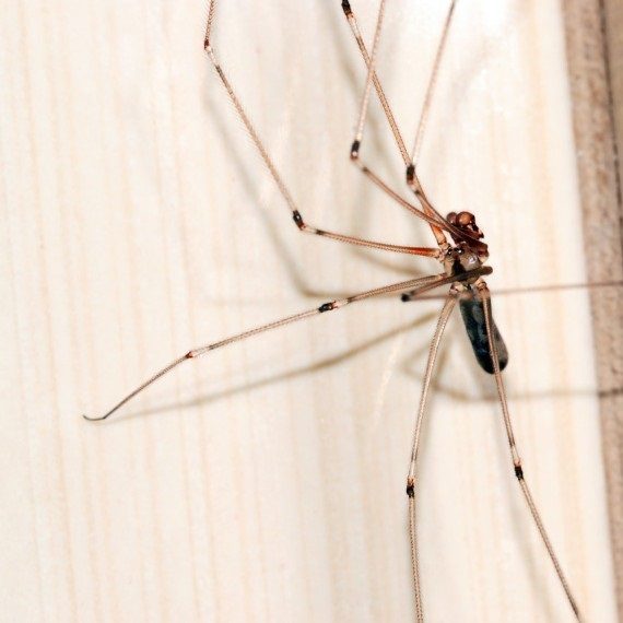 Spiders, Pest Control in West Wickham, BR4. Call Now! 020 8166 9746