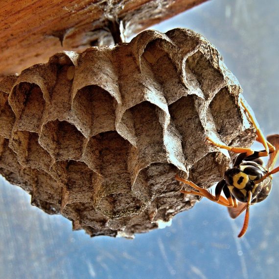 Wasps Nest, Pest Control in West Wickham, BR4. Call Now! 020 8166 9746