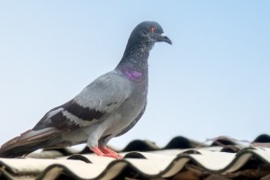 Pigeon Control, Pest Control in West Wickham, BR4. Call Now 020 8166 9746